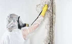 Why You Should Choose Our Mold Remediation Services in Placeholder9